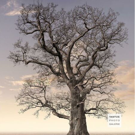 Eiche im Hamburger Jenischpark / 2 color