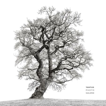 Eiche im Hamburger Jenischpark / 8