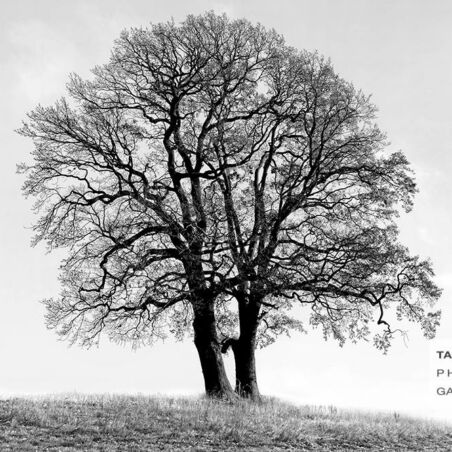 Eiche im Hamburger Jenischpark / 10