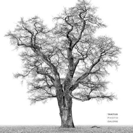 Eiche im Hambuger Jenischpark 11