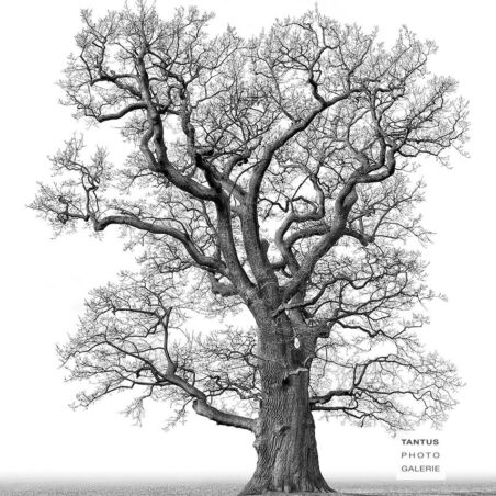 Eiche im Jenischpark / 2 schwarzweiß