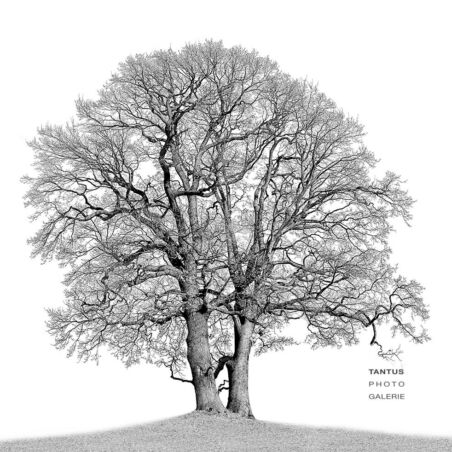 Eiche im Jenischpark / 3