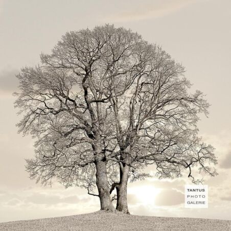 Eiche im Jenischpark / 4