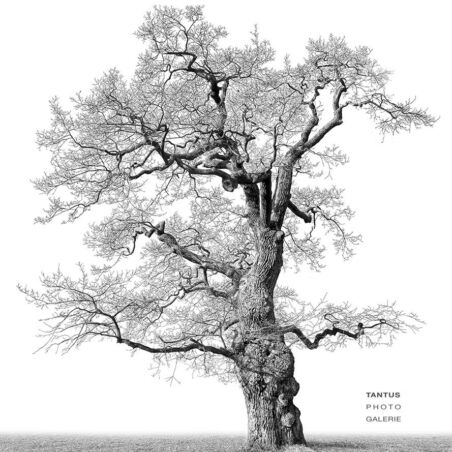 Eiche im Jenischpark / 6